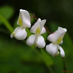 nEO_IMG_花草 (4).jpg