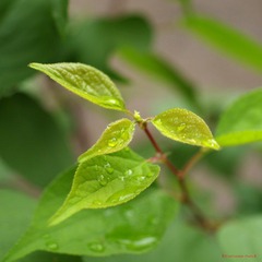 nEO_IMG_花草 (5).jpg