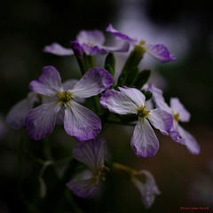 nEO_IMG_花草 (10).jpg