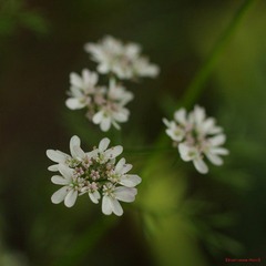 nEO_IMG_花草 (16).jpg