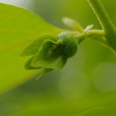 nEO_IMG_花草 (22).jpg