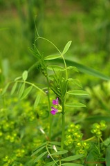 nEO_IMG_花草 (26).jpg