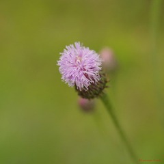 nEO_IMG_花草 (36).jpg