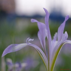 nEO_IMG_花草 (50).jpg