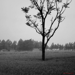 乡愁 (6).jpg