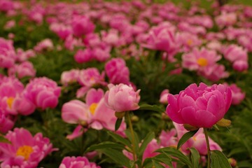 nEO_IMG_IMME3959.jpg