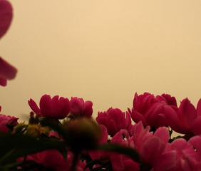 nEO_IMG_IMME3968.jpg