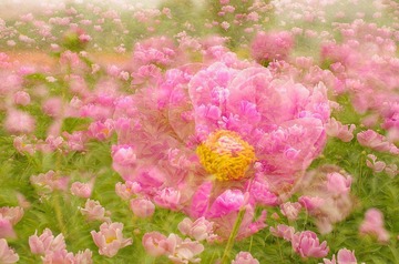 nEO_IMG_IMME3970.jpg