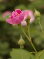 nEO_IMG_IMME3975.jpg