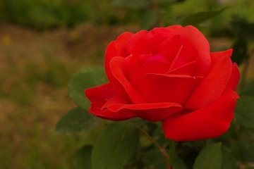 nEO_IMG_IMME3985.jpg