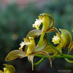 nEO_IMG_兰花 (2).jpg