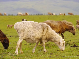 nEO_IMG__IMM0558.jpg