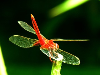 红婷