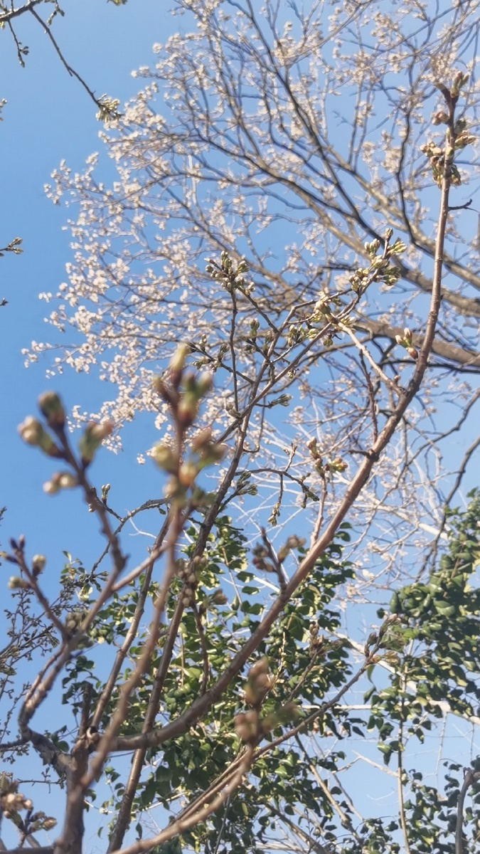 春天的样子