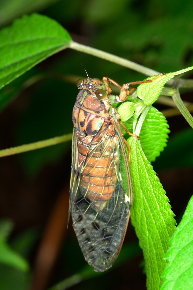 公园寻记昆虫摄影圈子旅拍微距昆虫#知了特写浙江安吉夏季您的打赏,是