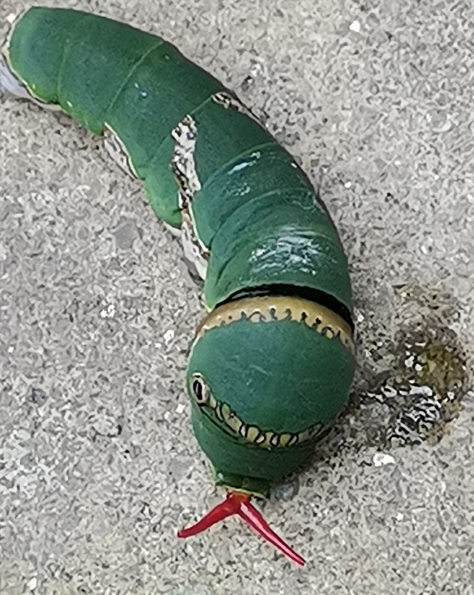 呆萌可爱小青龙