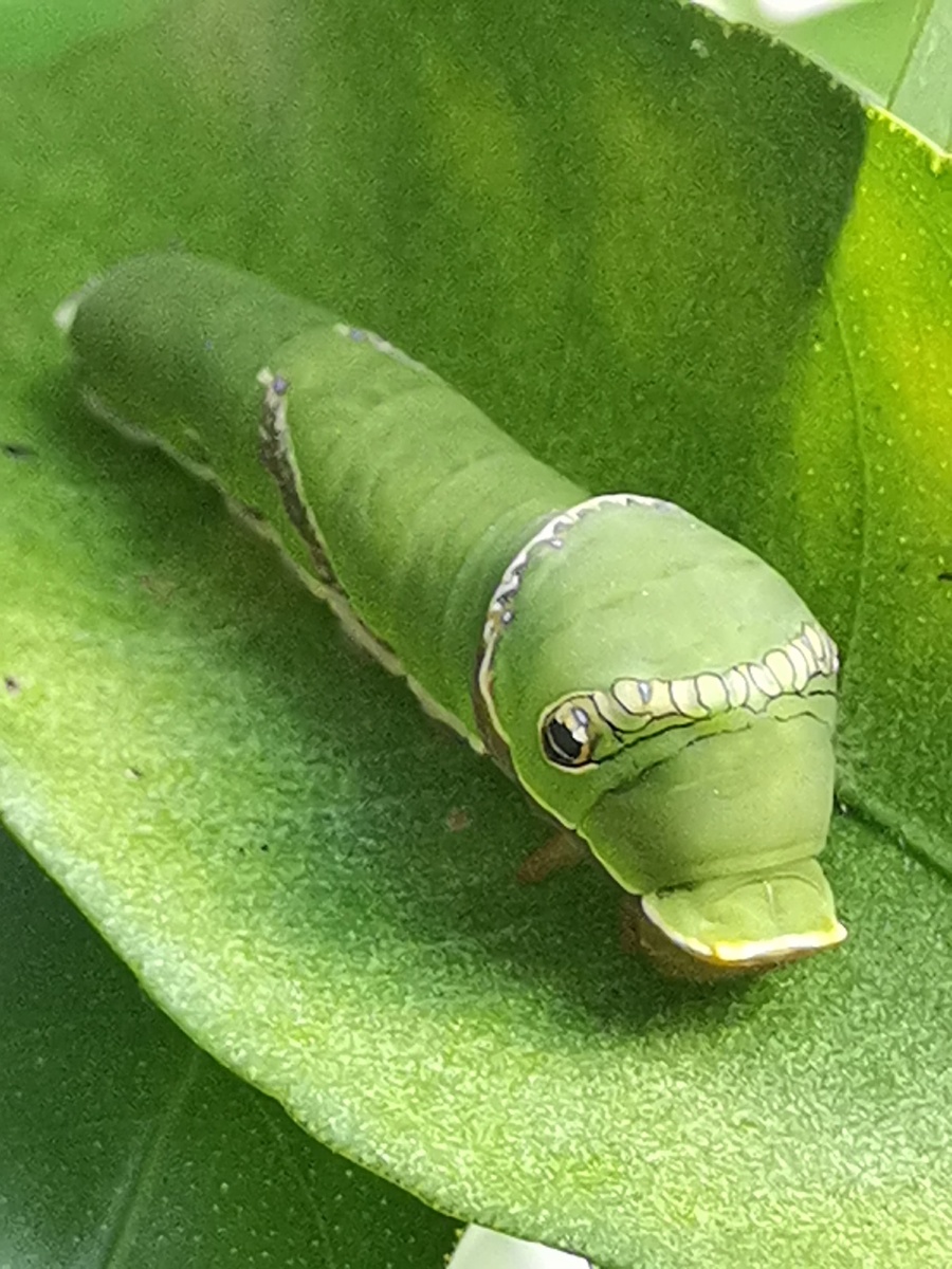 呆萌可爱小青龙