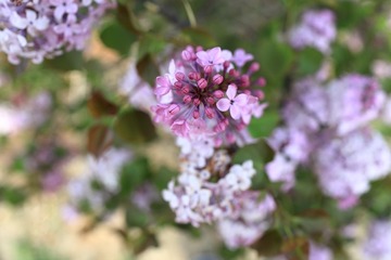 EOSR0733