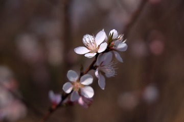 EOSR0306
