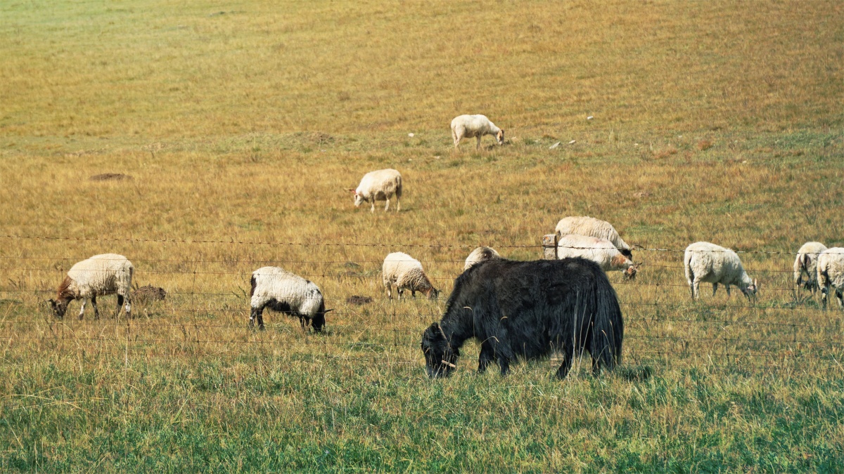 牦牛与绵羊