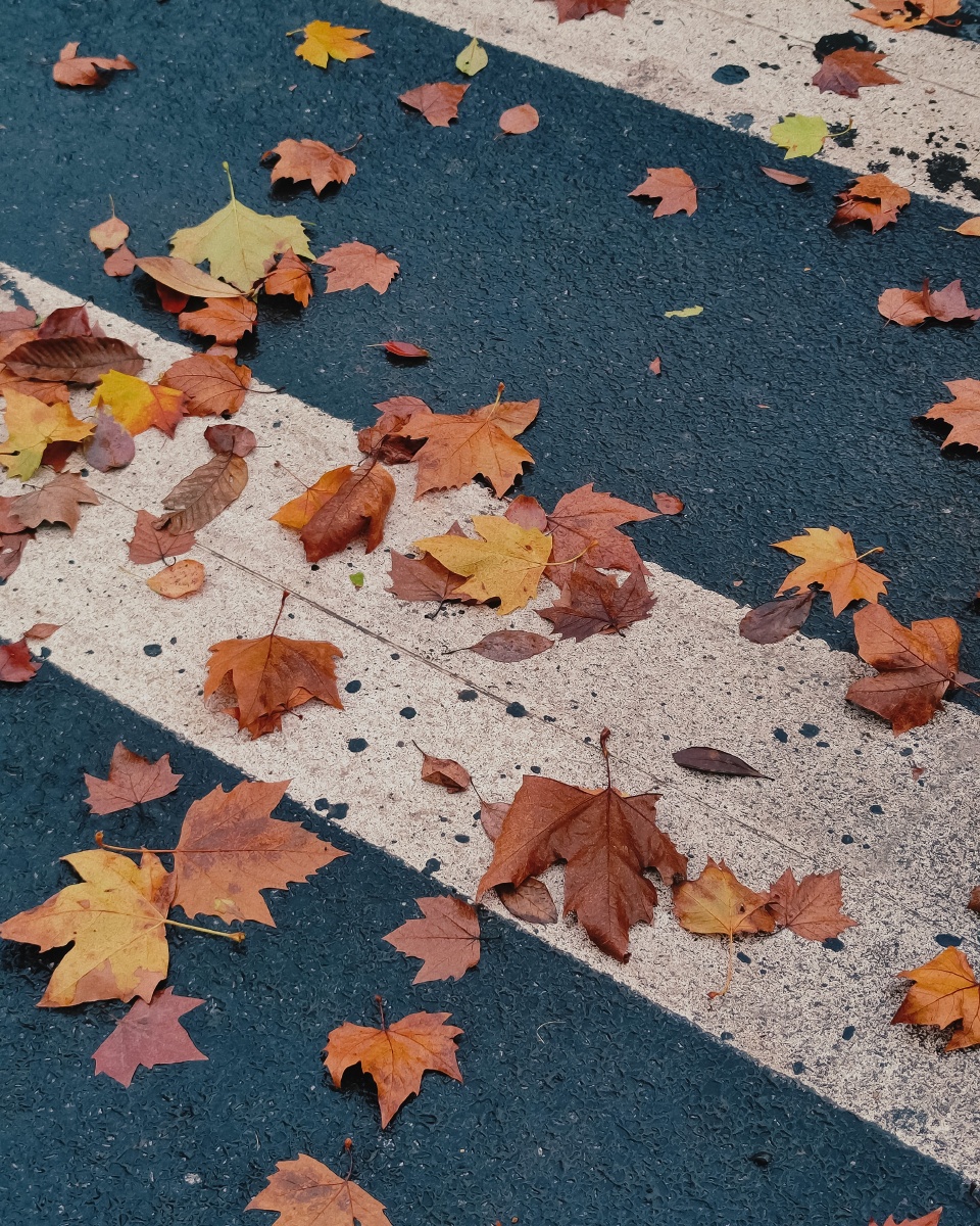 枯黄的梧桐落叶载着少年时代未落幕的心动秋风阵阵吹过带着酸涩而短暂