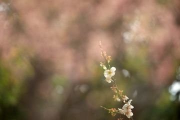 2010937