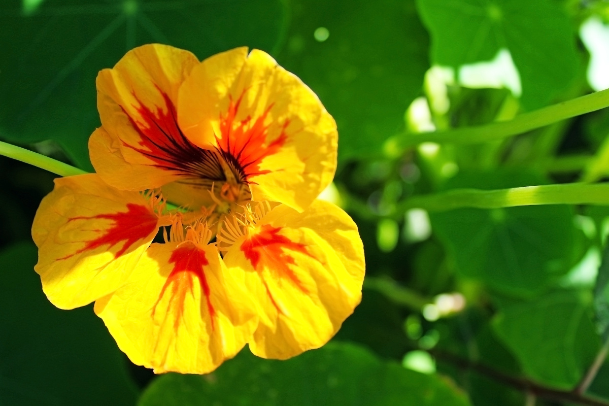 旱金莲旱金莲属旱金莲科