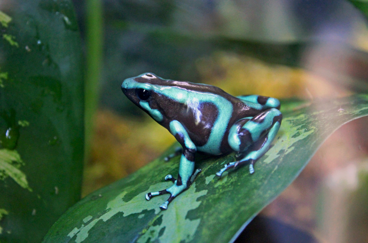 绿色箭毒蛙,green and black poison dart frog - 英gene木 - 图虫