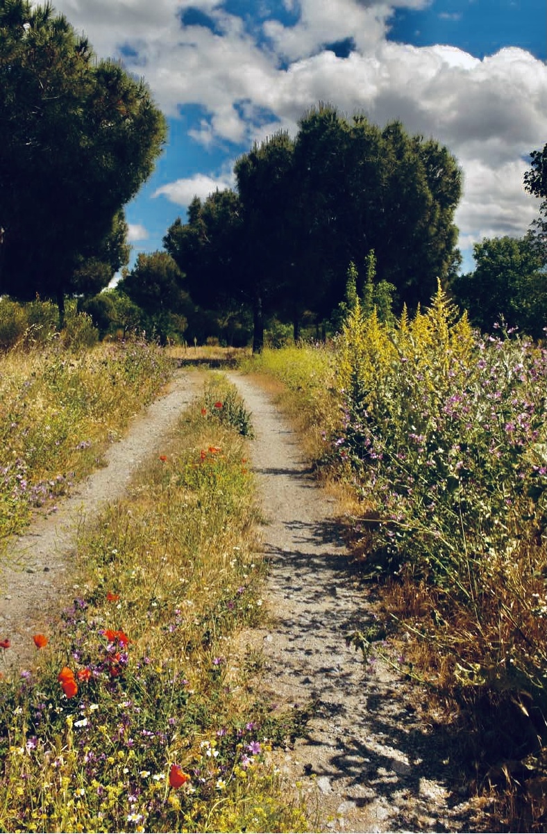 马德里郊外的小路