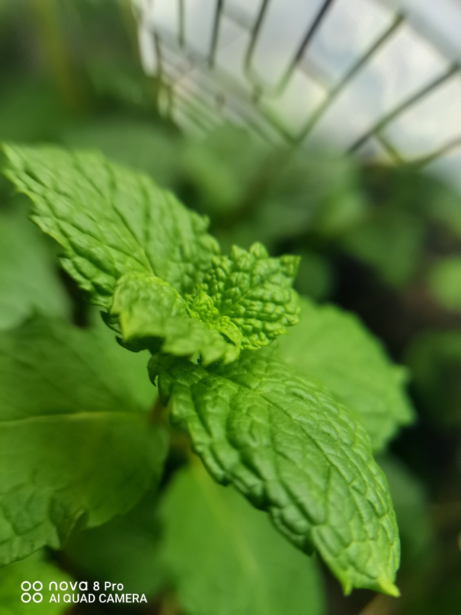 薄荷香初夏