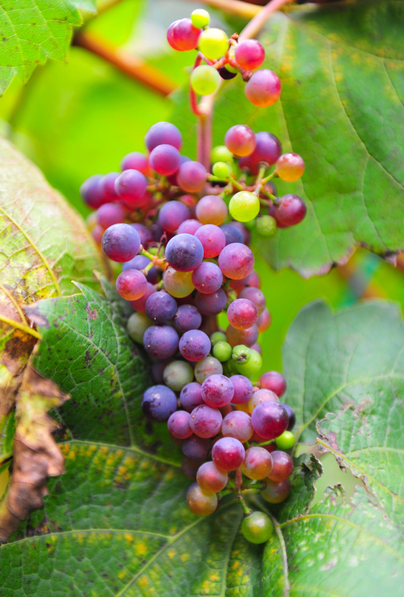 葡萄品种玫瑰蜜