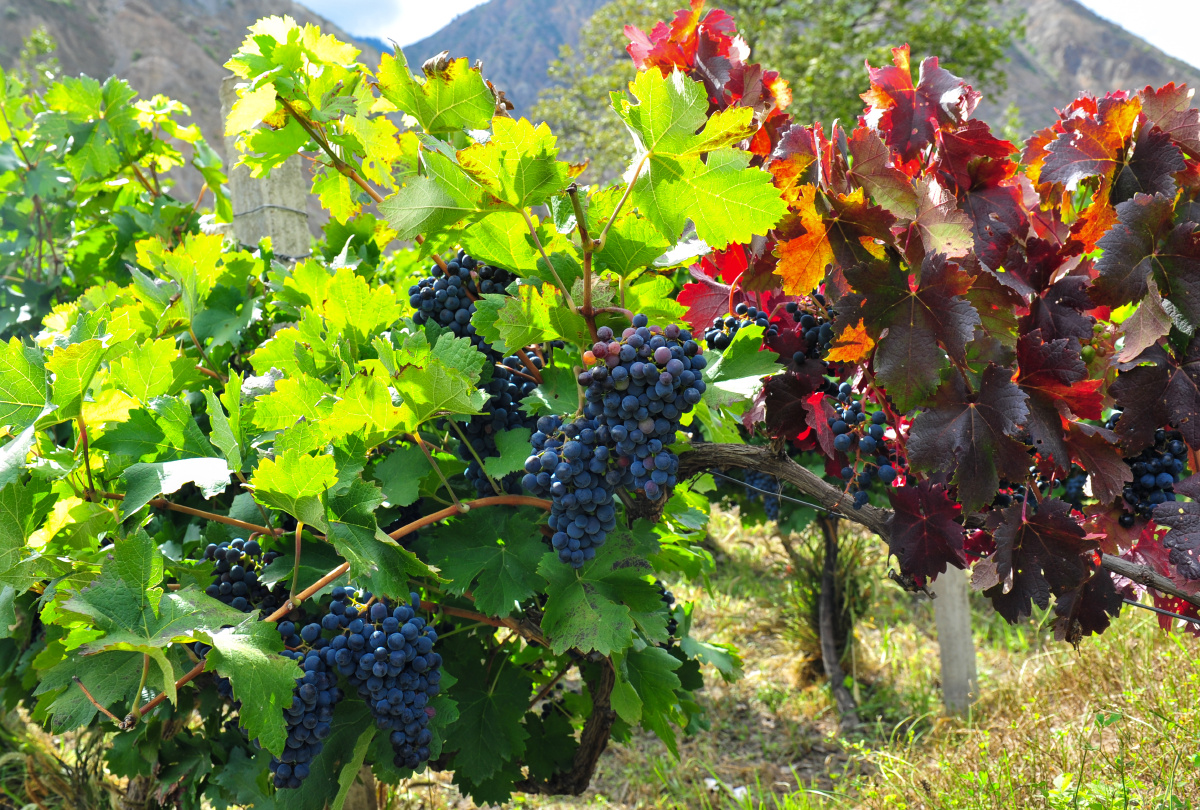 葡萄品种玫瑰蜜