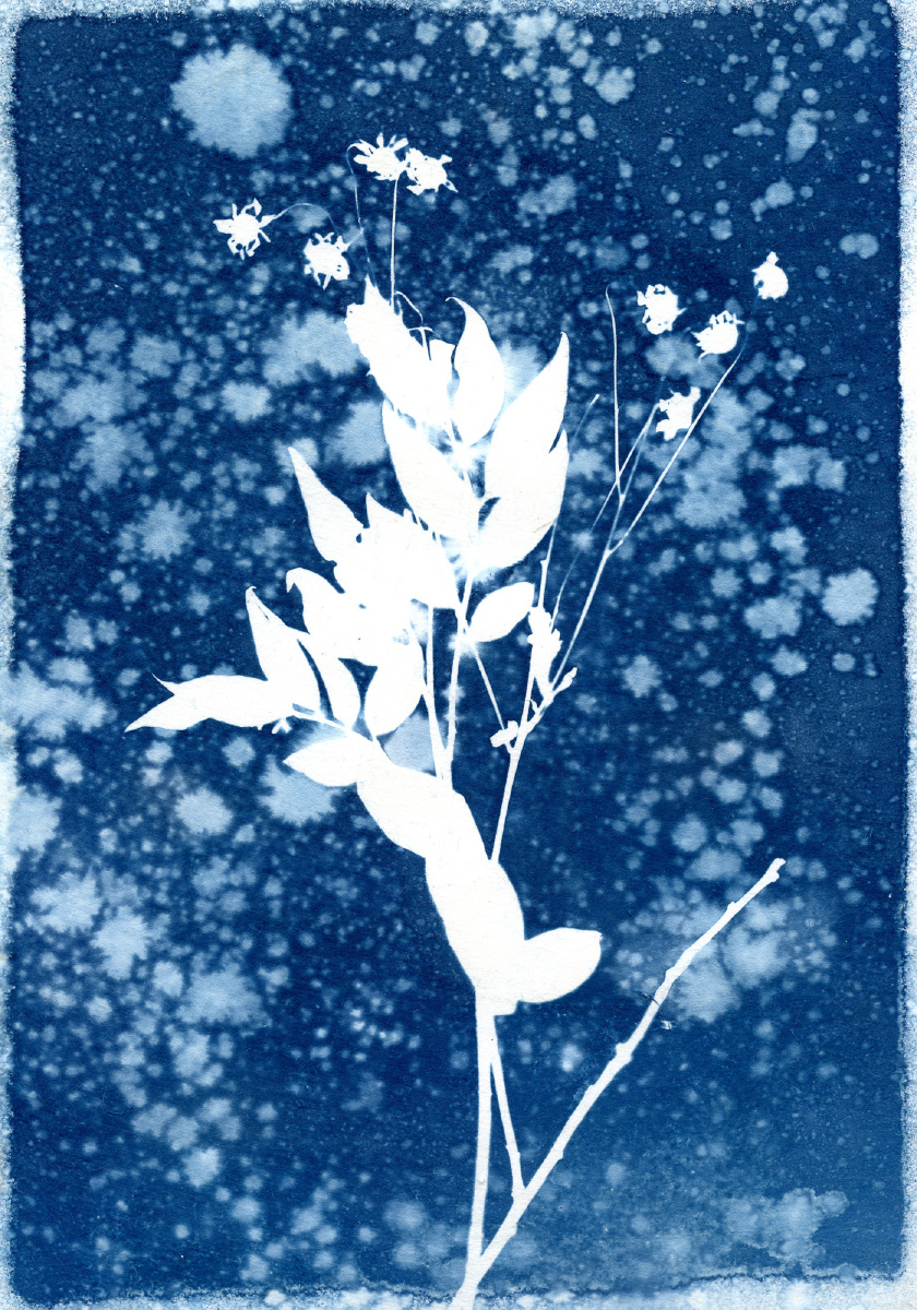 一些,手工蓝晒.