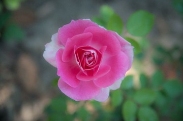 DSC_4227-1.jpg