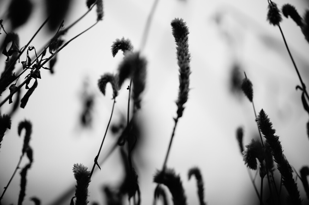 野草007