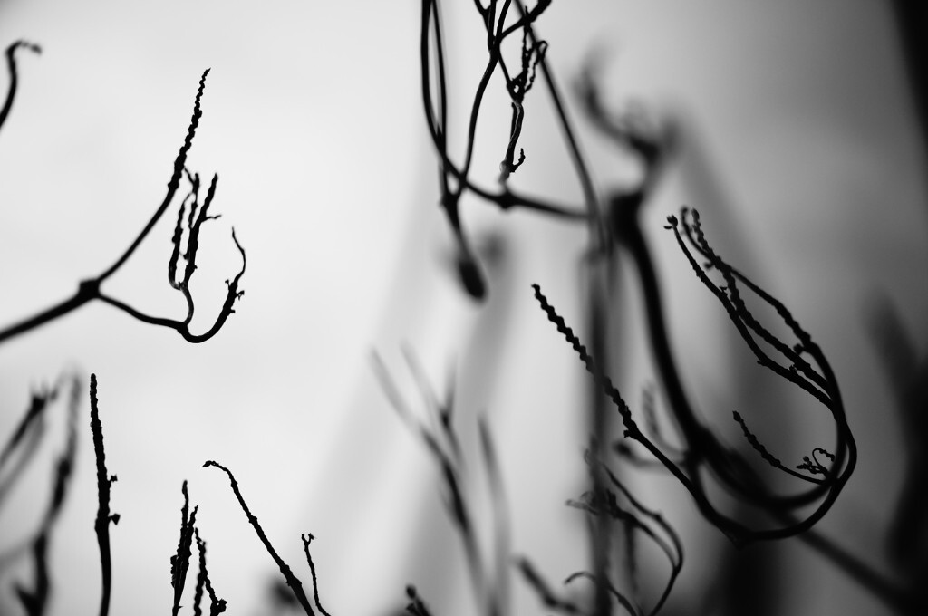 野草005
