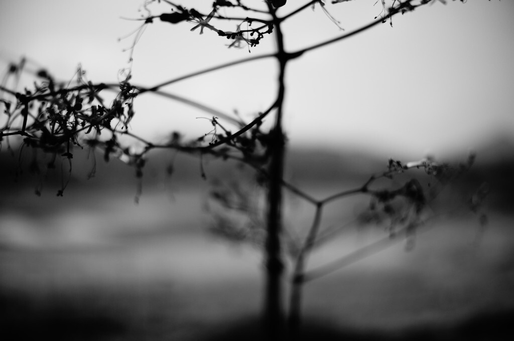 野草010