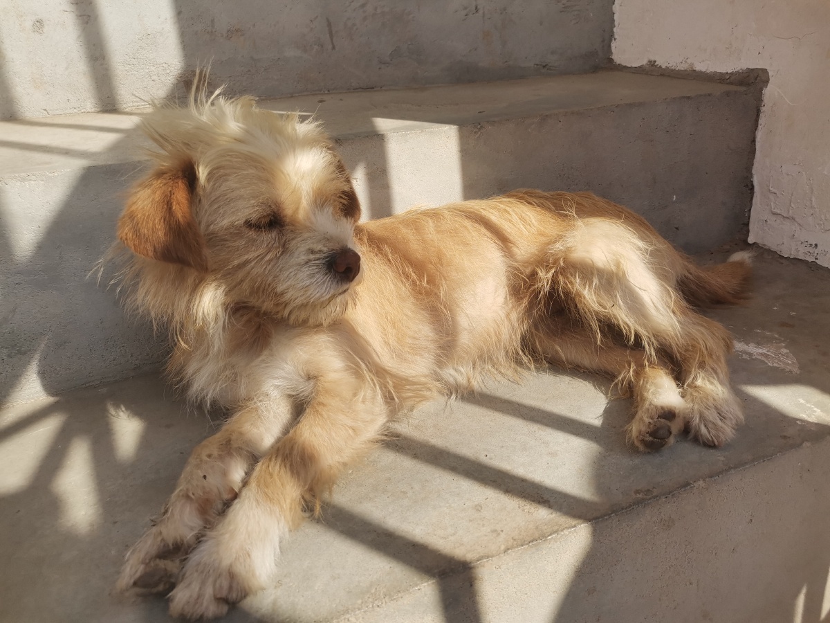 阳光下 - 是桔梗啊a - 图虫