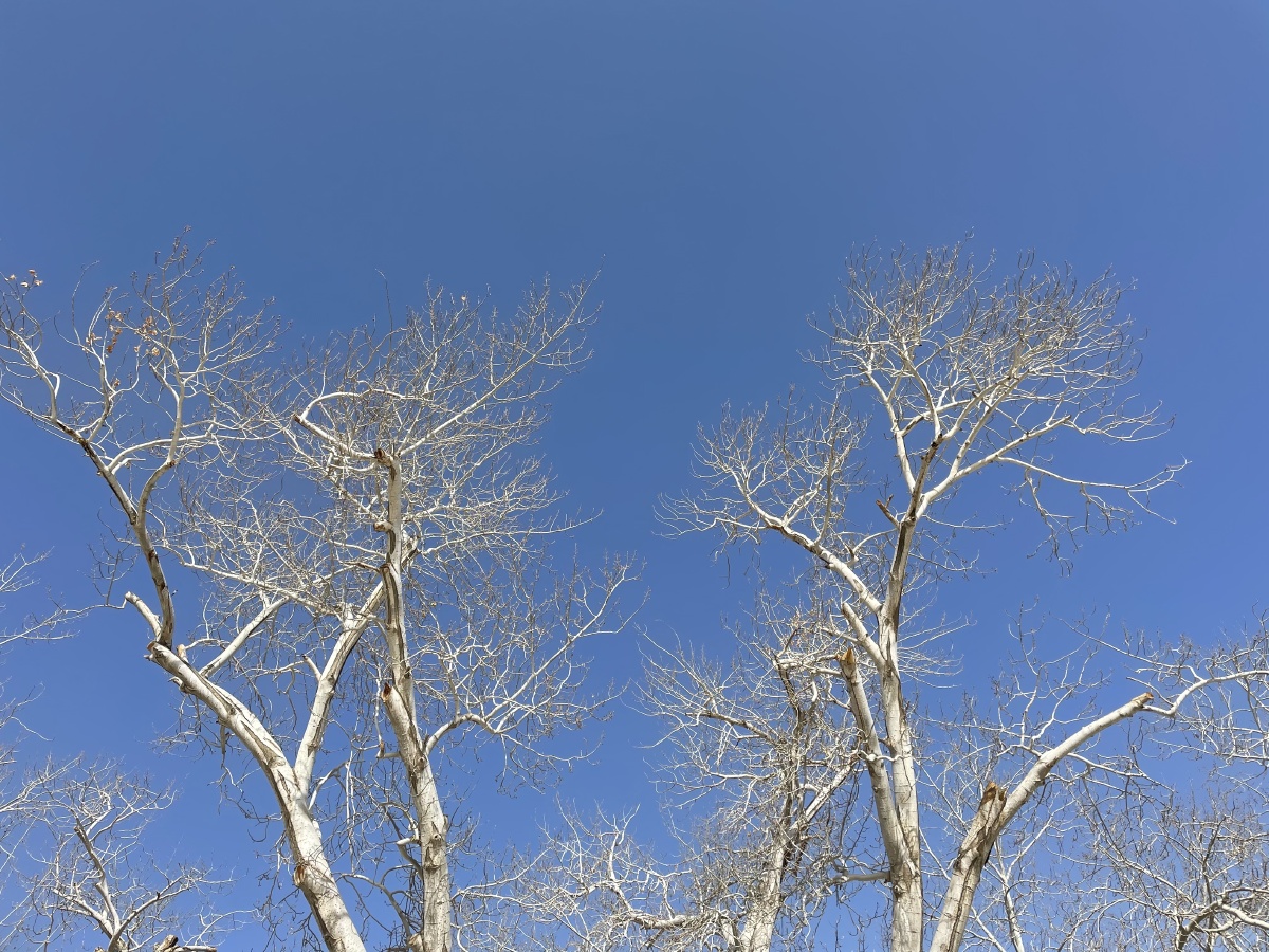 北方特有的树木 br />