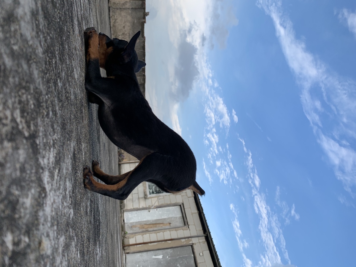 家有萌犬丨标准的下犬式