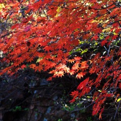 IMGP3731.jpg