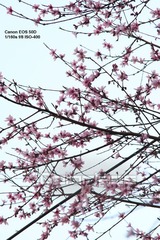 南方早春