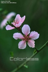 早春的花