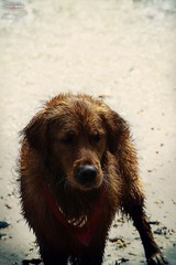 沙滩护卫犬