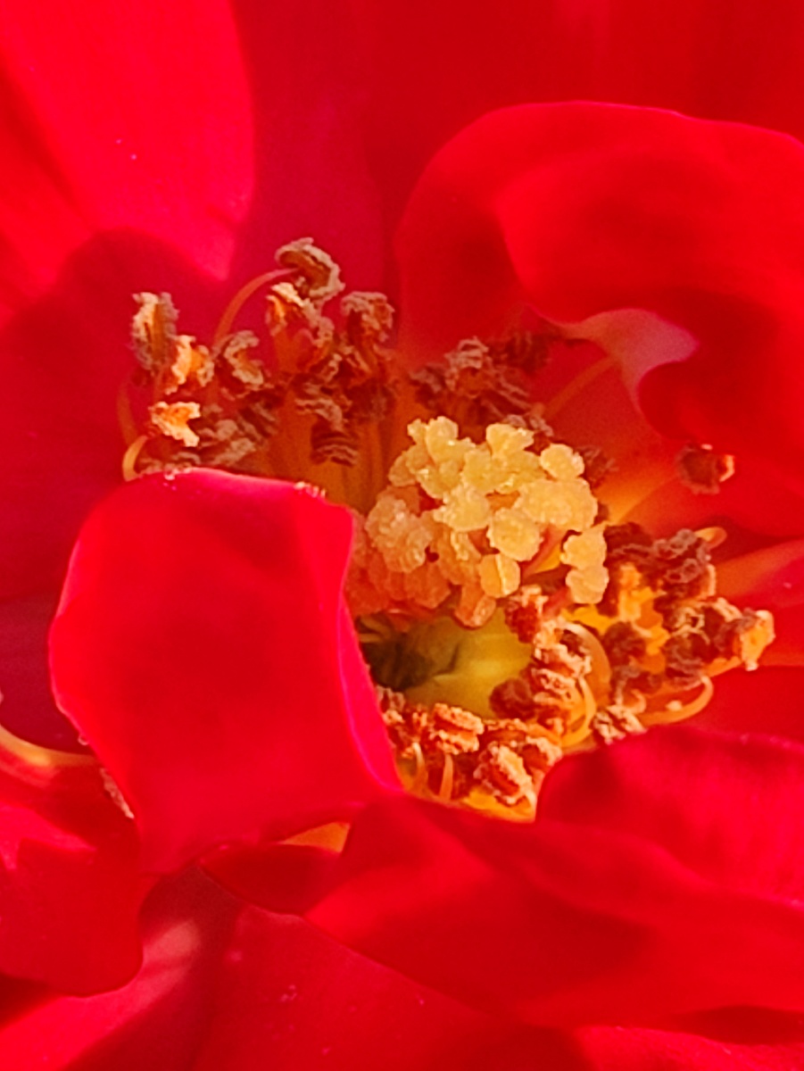 玫瑰花蕊 - 幻影微尘 - 图虫