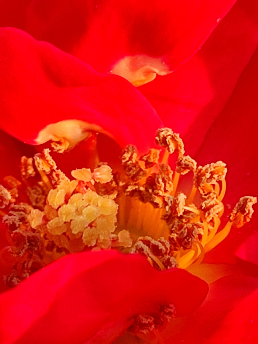 玫瑰花蕊 - 幻影微尘 - 图虫