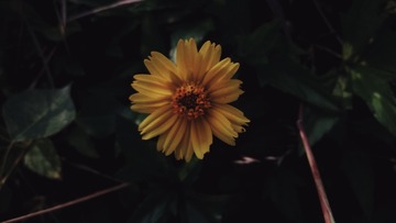 977594