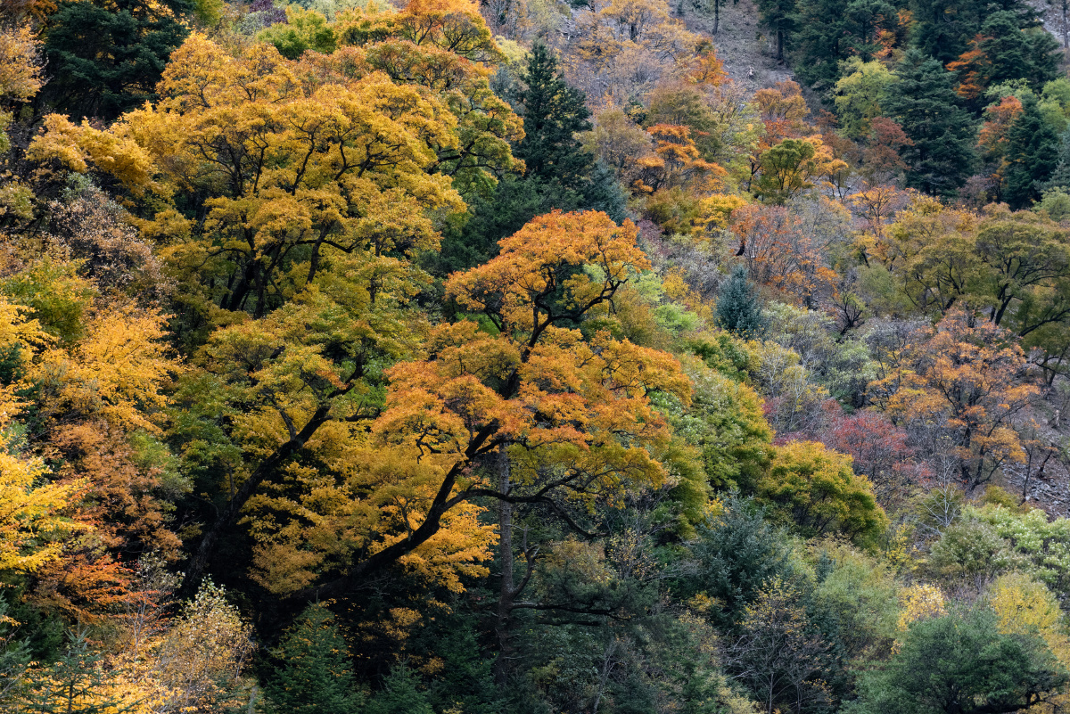 米亚罗深秋的红叶