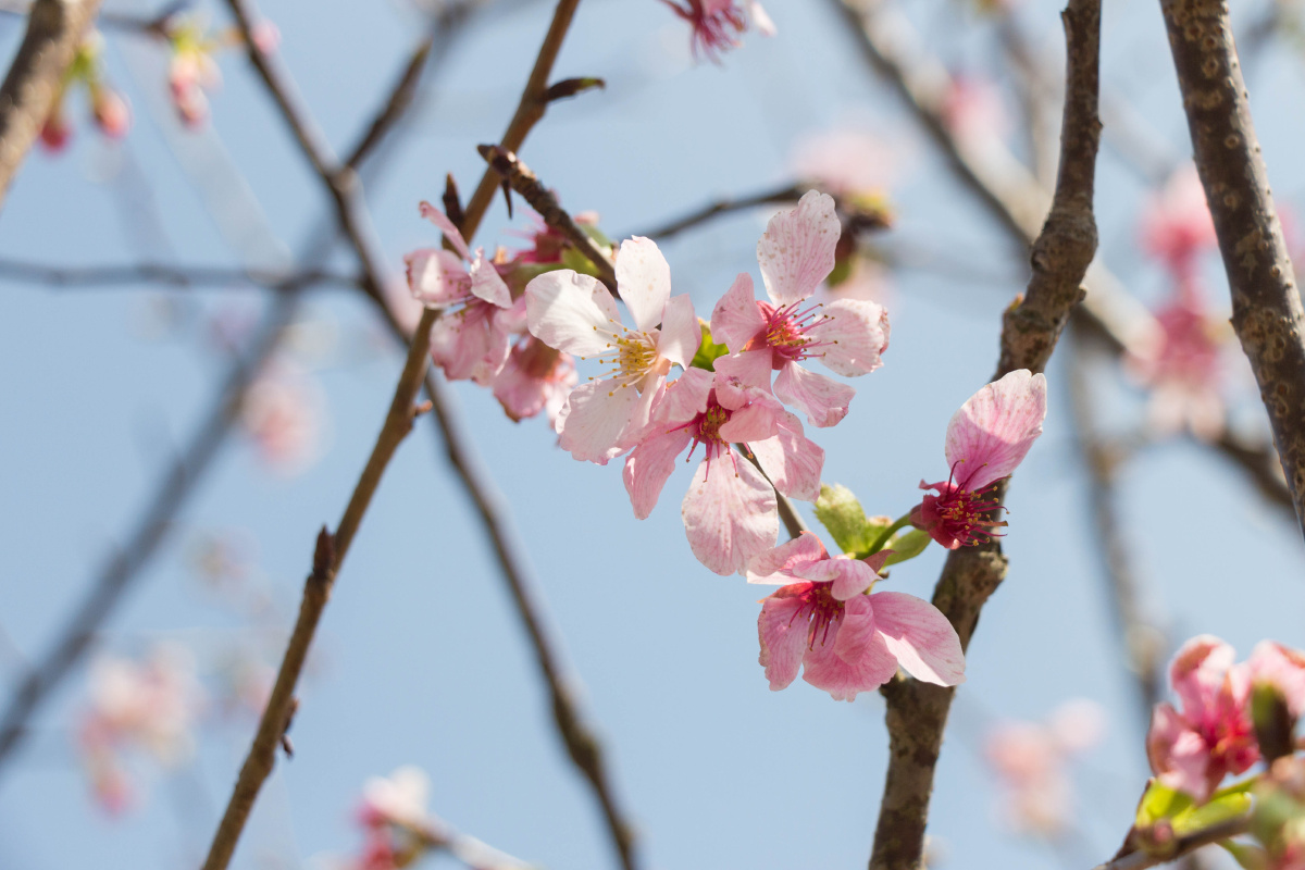 不能去日本看樱花凑合山樱来看