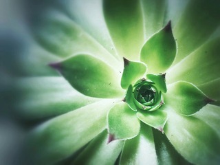 办公室的花